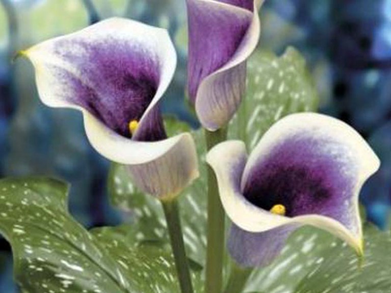 calla-lily-flowers02