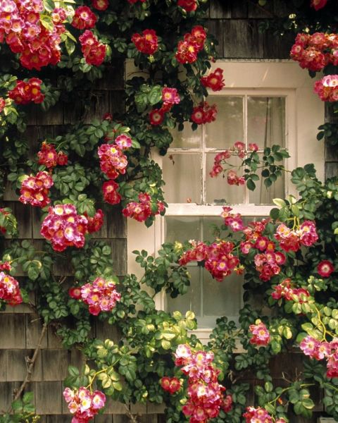 gallery-1432930797-roses-on-house-de